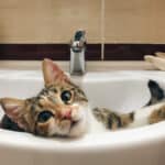 La curiosa compañía de tu gato en el baño