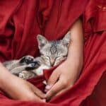 La espiritualidad de los gatos: una mirada profunda.