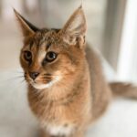 La leyenda oscura detrás de los gatos como mascotas