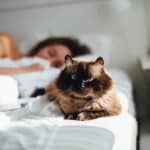 La razón por la que tu gato prefiere dormir en tu cama.