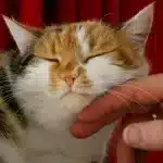 Los comportamientos espirituales comunes de los gatos como mascotas.