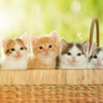 Los gatos más amorosos: ¿Existe una relación entre el color y su personalidad?