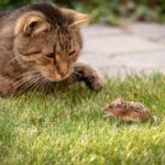 ¿Los gatos o las gatas son mejores cazadores de ratones?
