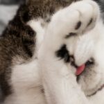 ¿Por qué los gatos tienen flatulencias?