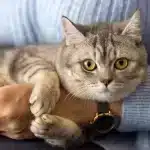 ¿Qué secreto esconden los gatos al amasar con sus patas?