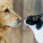 ¿Quiénes son los animales más inteligentes: perros o gatos?