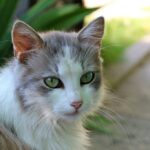 Riesgos del ibuprofeno en gatos como tratamiento antiinflamatorio.