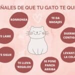 Señales que indican que tu gato te quiere