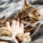 Tranquilizando a tu gato luego de una pelea: Consejos útiles