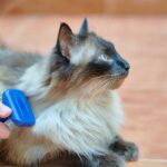 5 Consejos para Prevenir la Sarna en Gatos.