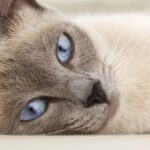 6 Consejos Para Tratar La Sarna En Gatos En Casa
