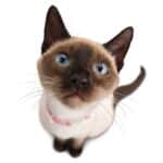 6 Tips para cuidar a un gato con leucemia felina.