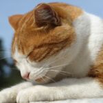3 prácticas recomendadas para prevenir la rabia en gatos.