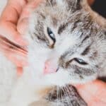 3 prácticas recomendadas por los veterinarios para manejar la sarna en gatos.