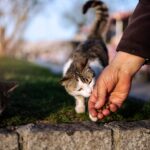 5 Steps to Follow If You Suspect Your Cat May Have Rabies.