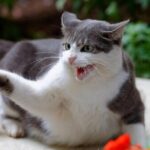 6 Tips para manejar a un gato expuesto a la rabia.