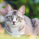 6 Consejos para prevenir el regreso de la sarna en gatos después del tratamiento.