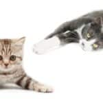 7 Things You Must Know About Rabies in Cats Before Adopting.