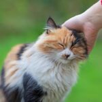 9 formas de apoyar a un gato durante el tratamiento de la sarna.