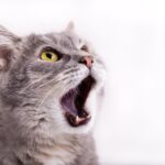 Cinco factores que pueden empeorar la sarna en los gatos.
