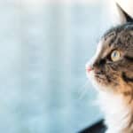 Cómo reconocer los primeros síntomas de la sarna en gatos