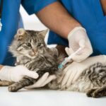 Por qué la vacunación es esencial para prevenir la rabia en gatos.
