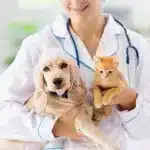 Por qué la vacunación es esencial para prevenir la rabia en gatos.