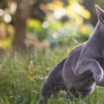 ¿Qué pasa si un gato con rabia no recibe tratamiento?
