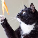 Si mi gato con sarna interactúa con otros gatos, ¿qué sucede?