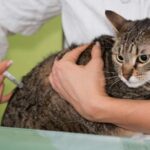 Ventajas de la vacunación temprana contra la rabia en gatos.